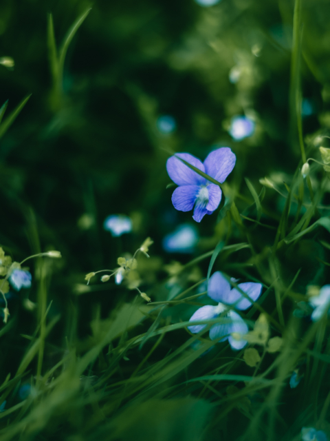 Wildflowers in Upstate NY by Amy T. Won