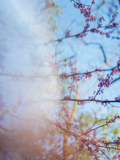 Cherry Blossoms in Upstate NY by Amy T. Won