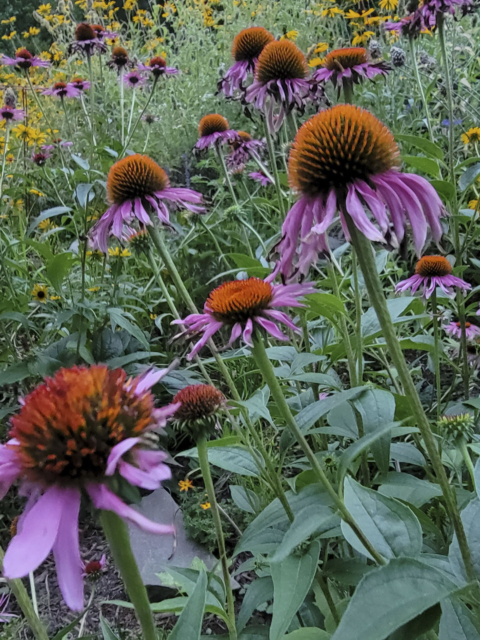 Wildflower Garden in Upstate NY by Amy T. Won