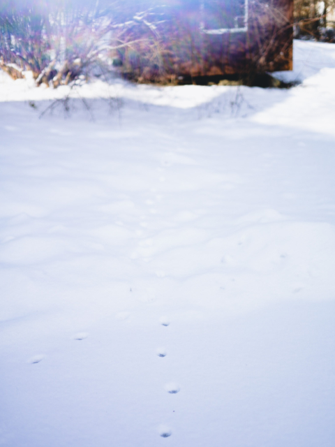 Animal Tracks in Snow by Amy T. Won