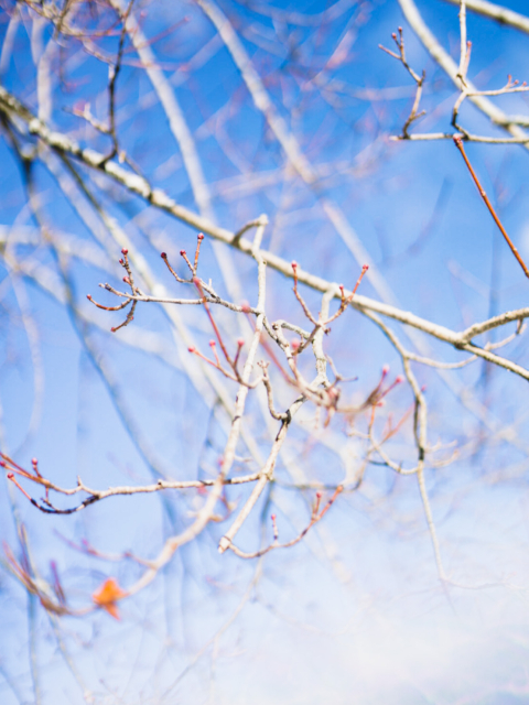 Winter Buds by Amy T. Won