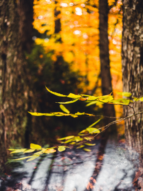 Fall Wonder-Walk Magic by Amy T. Won