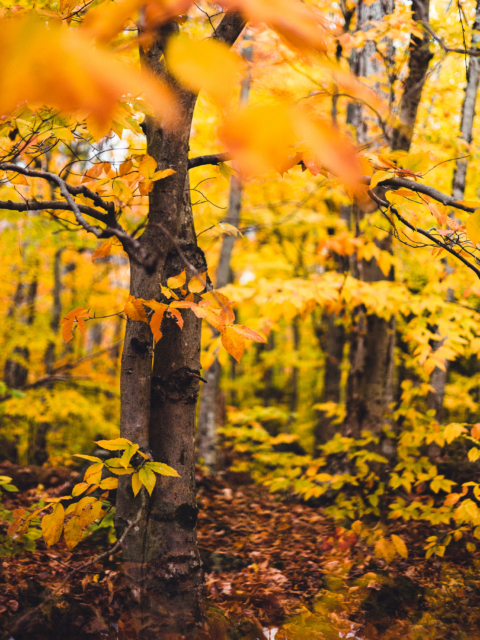 Fall Wonder-Walk Magic by Amy T. Won