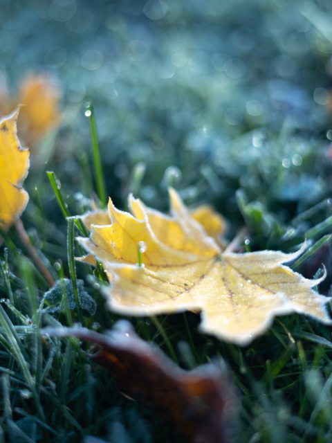 Frosty Nature Magic by Amy T. Won