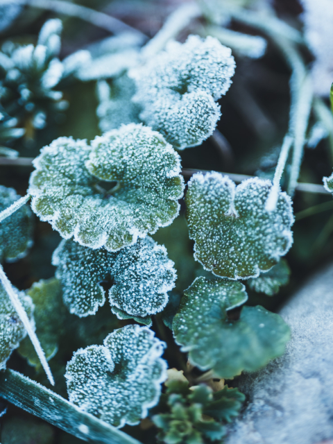 Frosty Nature Magic by Amy T. Won