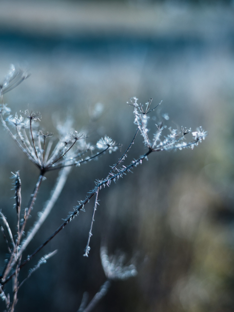 Frosty Nature Magic by Amy T. Won