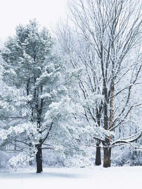 Winter Wonder-Walk Magic by Amy T. Won