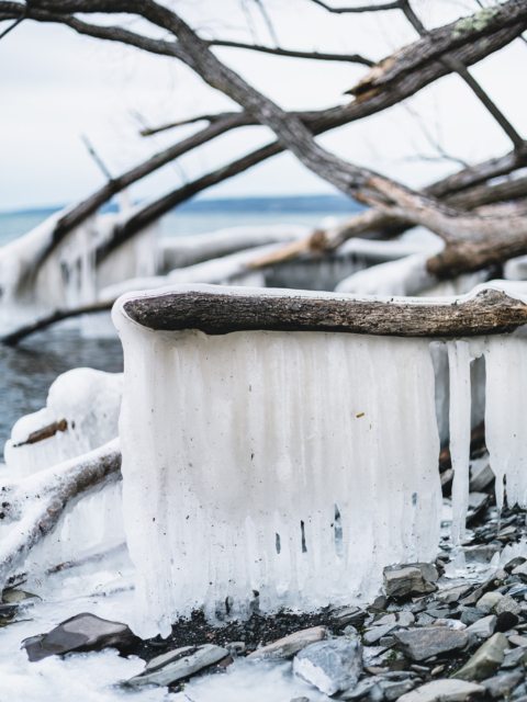 Iced Tree by Amy T. Won