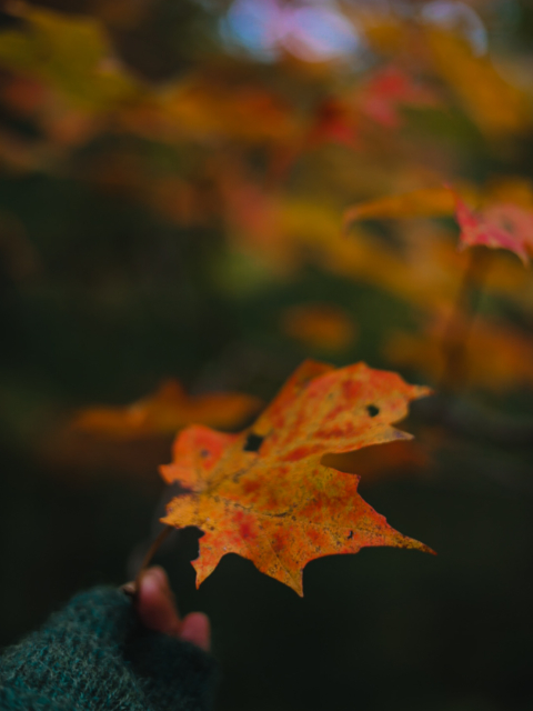 Fall Nature Magic by Amy T. Won