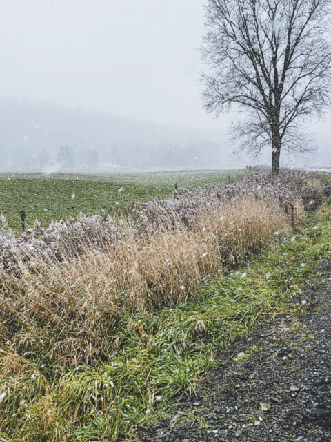 Frost Wonder-Walk Magic by Amy T. Won